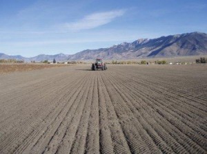 Planting
