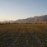 First Spring mowing